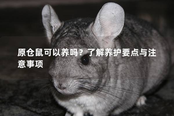 原仓鼠可以养吗？了解养护要点与注意事项
