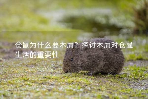 仓鼠为什么要木屑？探讨木屑对仓鼠生活的重要性