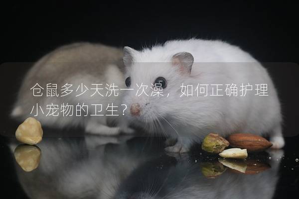 仓鼠多少天洗一次澡，如何正确护理小宠物的卫生？