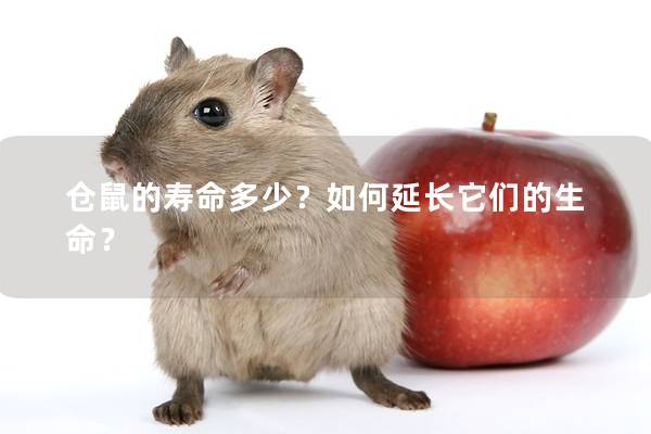 仓鼠的寿命多少？如何延长它们的生命？