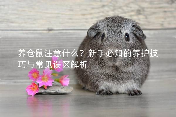 养仓鼠注意什么？新手必知的养护技巧与常见误区解析