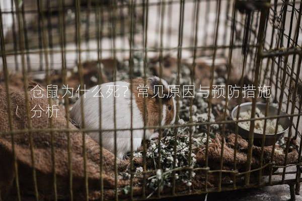仓鼠为什么死？常见原因与预防措施分析