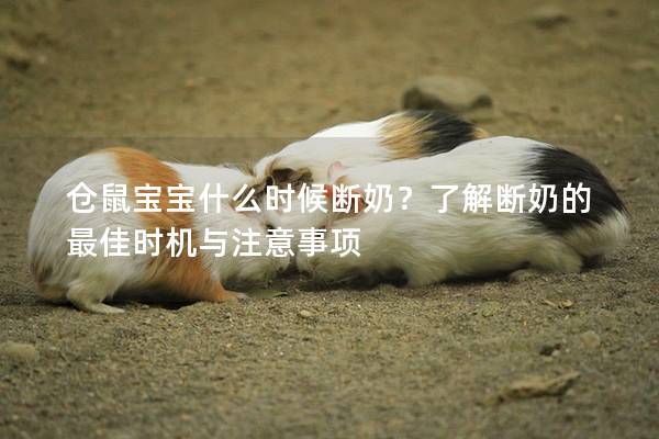 仓鼠宝宝什么时候断奶？了解断奶的最佳时机与注意事项