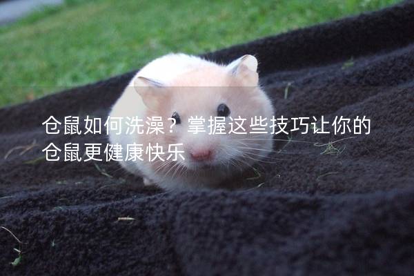 仓鼠如何洗澡？掌握这些技巧让你的仓鼠更健康快乐