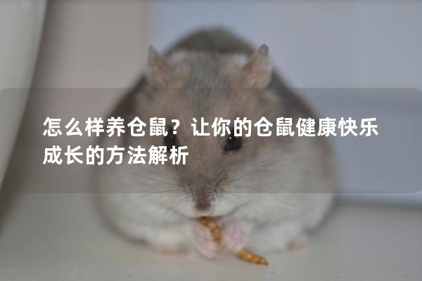 怎么样养仓鼠？让你的仓鼠健康快乐成长的方法解析