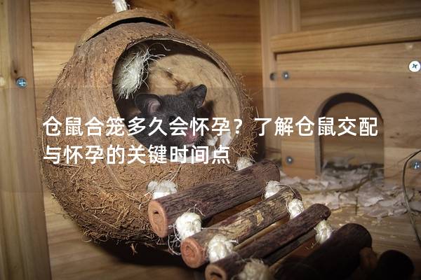 仓鼠合笼多久会怀孕？了解仓鼠交配与怀孕的关键时间点