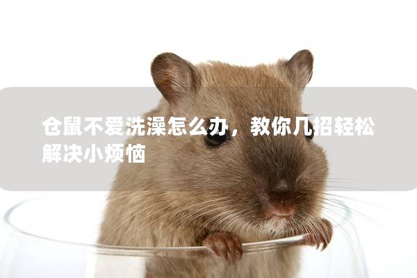 仓鼠不爱洗澡怎么办，教你几招轻松解决小烦恼