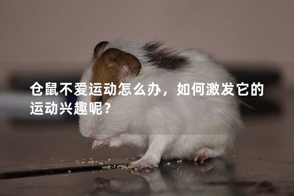 仓鼠不爱运动怎么办，如何激发它的运动兴趣呢？