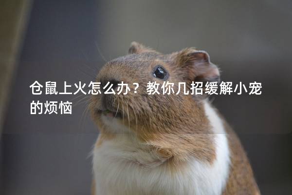 仓鼠上火怎么办？教你几招缓解小宠的烦恼