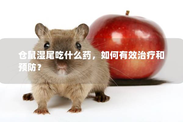 仓鼠湿尾吃什么药，如何有效治疗和预防？