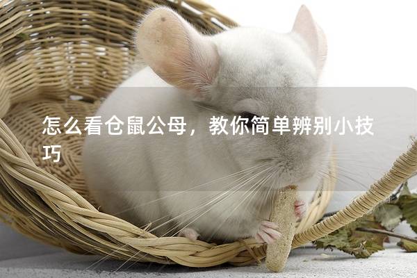 怎么看仓鼠公母，教你简单辨别小技巧