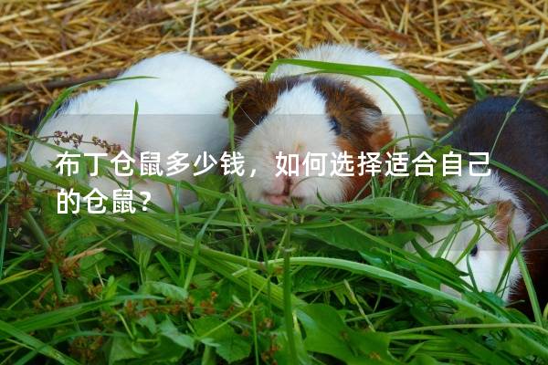 布丁仓鼠多少钱，如何选择适合自己的仓鼠？