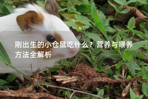 刚出生的小仓鼠吃什么？营养与喂养方法全解析