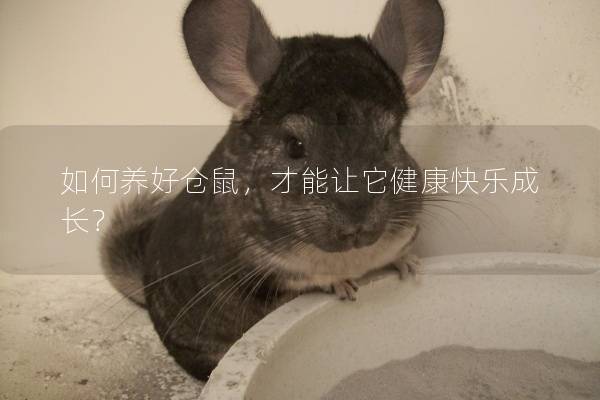 如何养好仓鼠，才能让它健康快乐成长？