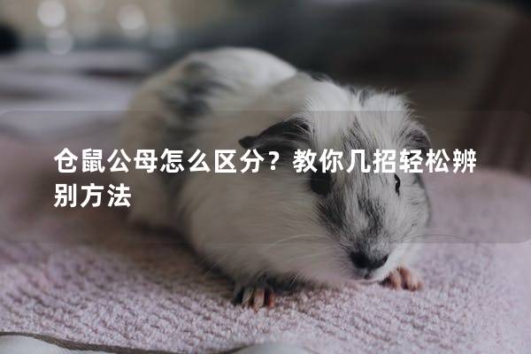 仓鼠公母怎么区分？教你几招轻松辨别方法