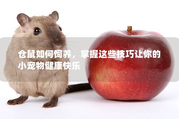 仓鼠如何饲养，掌握这些技巧让你的小宠物健康快乐