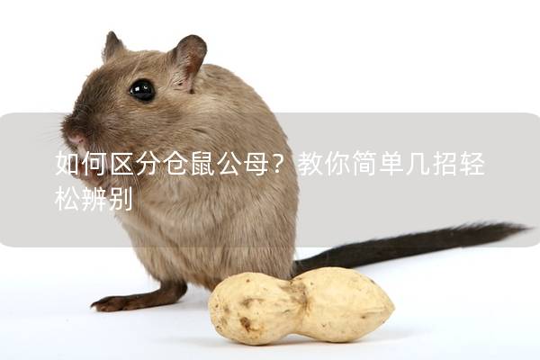 如何区分仓鼠公母？教你简单几招轻松辨别