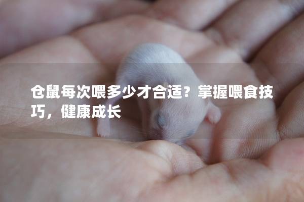 仓鼠每次喂多少才合适？掌握喂食技巧，健康成长