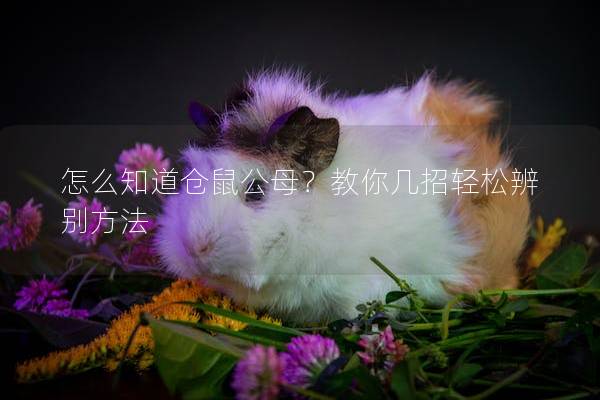 怎么知道仓鼠公母？教你几招轻松辨别方法