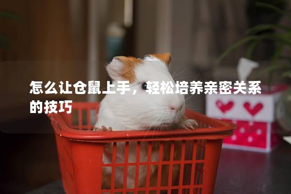 怎么让仓鼠上手，轻松培养亲密关系的技巧