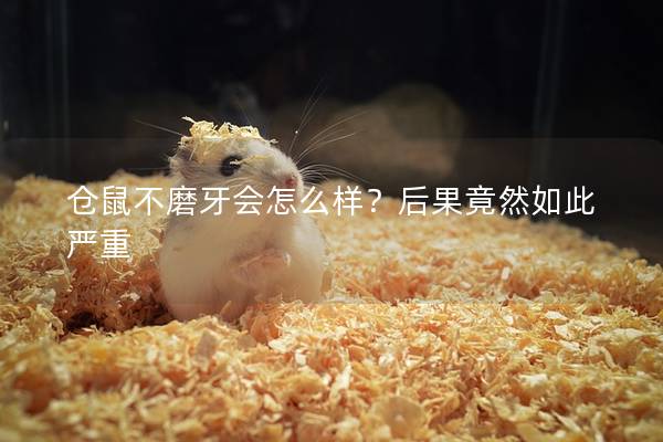 仓鼠不磨牙会怎么样？后果竟然如此严重