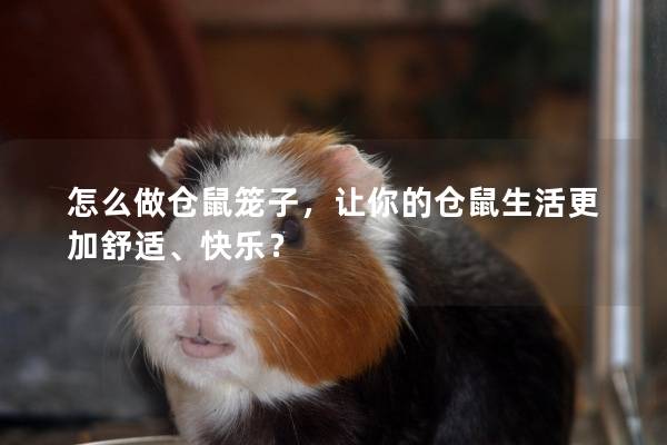 怎么做仓鼠笼子，让你的仓鼠生活更加舒适、快乐？
