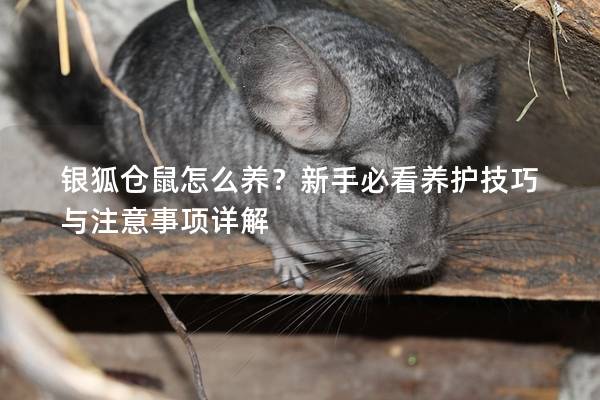 银狐仓鼠怎么养？新手必看养护技巧与注意事项详解