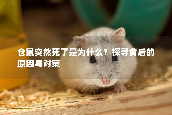 仓鼠突然死了是为什么？探寻背后的原因与对策