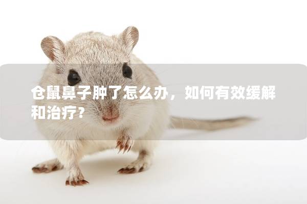 仓鼠鼻子肿了怎么办，如何有效缓解和治疗？