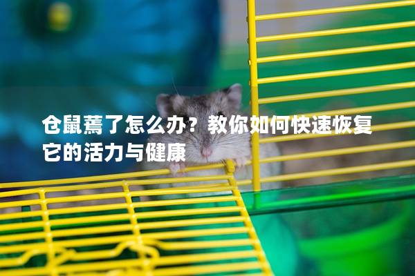 仓鼠蔫了怎么办？教你如何快速恢复它的活力与健康