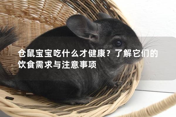 仓鼠宝宝吃什么才健康？了解它们的饮食需求与注意事项
