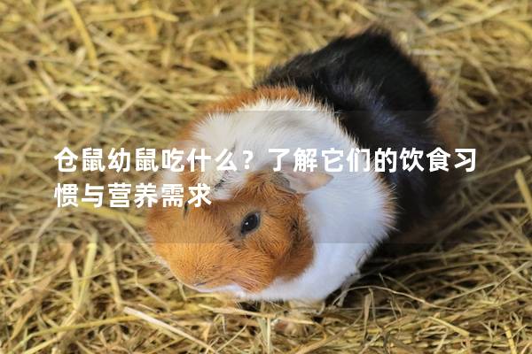 仓鼠幼鼠吃什么？了解它们的饮食习惯与营养需求