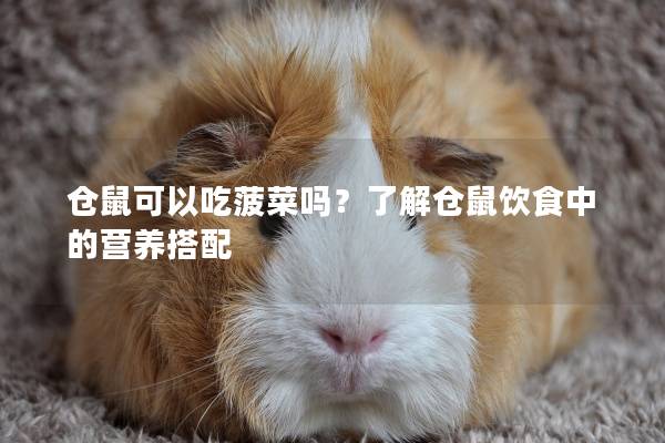 仓鼠可以吃菠菜吗？了解仓鼠饮食中的营养搭配
