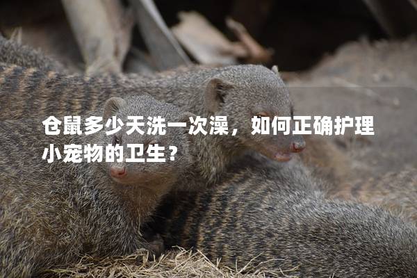仓鼠多少天洗一次澡，如何正确护理小宠物的卫生？