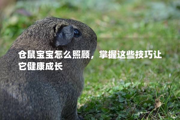 仓鼠宝宝怎么照顾，掌握这些技巧让它健康成长
