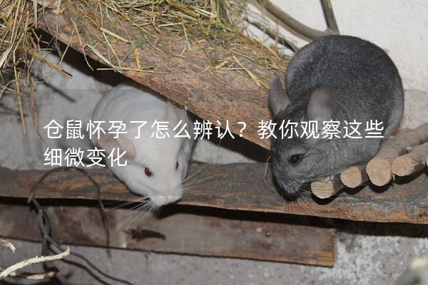 仓鼠怀孕了怎么辨认？教你观察这些细微变化