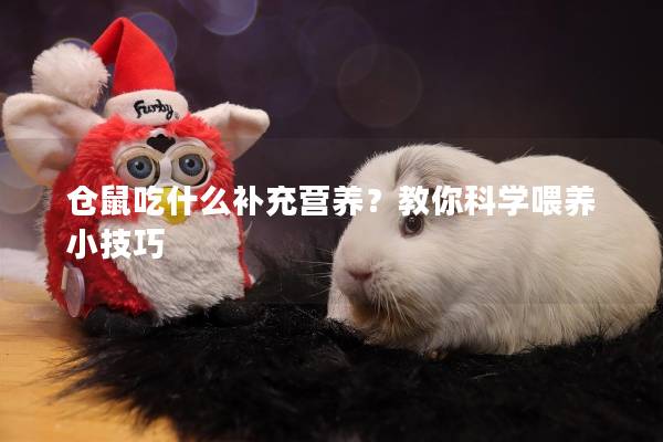 仓鼠吃什么补充营养？教你科学喂养小技巧
