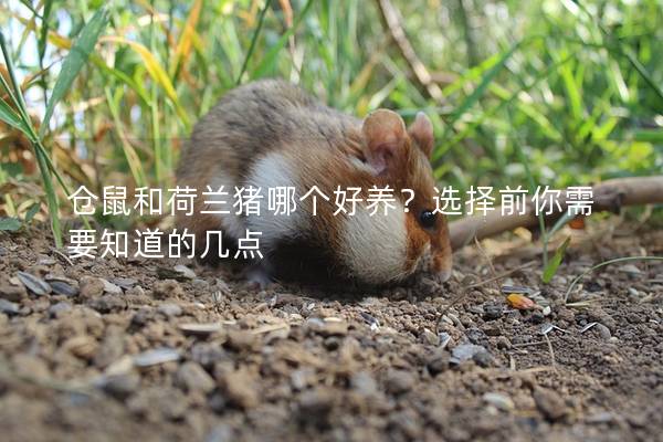 仓鼠和荷兰猪哪个好养？选择前你需要知道的几点