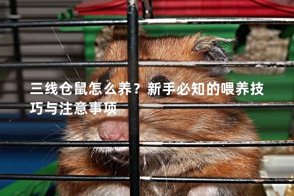 三线仓鼠怎么养？新手必知的喂养技巧与注意事项