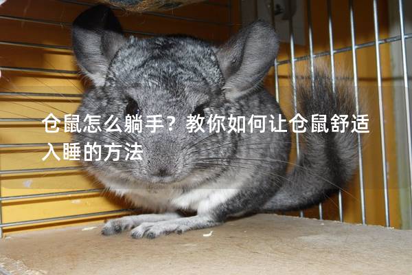 仓鼠怎么躺手？教你如何让仓鼠舒适入睡的方法