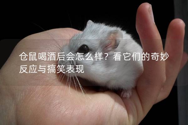 仓鼠喝酒后会怎么样？看它们的奇妙反应与搞笑表现