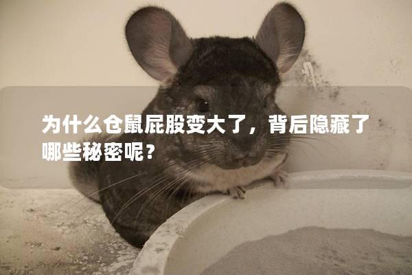 为什么仓鼠屁股变大了，背后隐藏了哪些秘密呢？