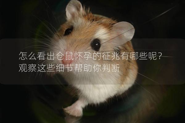 怎么看出仓鼠怀孕的征兆有哪些呢？观察这些细节帮助你判断