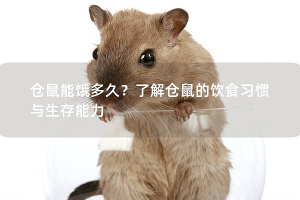 仓鼠能饿多久？了解仓鼠的饮食习惯与生存能力