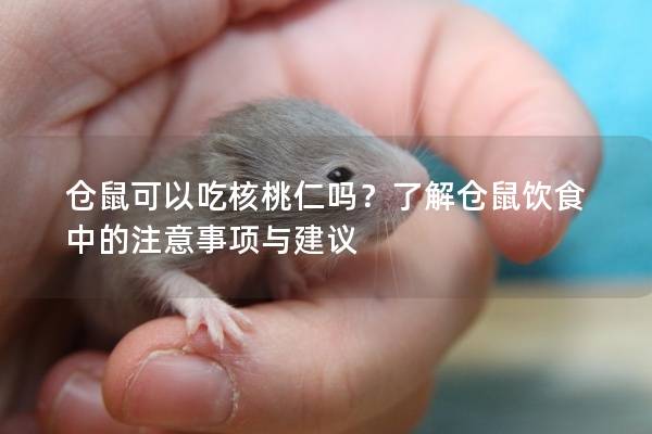 仓鼠可以吃核桃仁吗？了解仓鼠饮食中的注意事项与建议