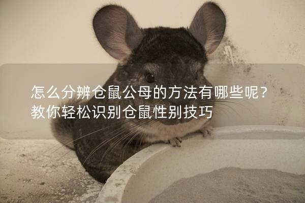 怎么分辨仓鼠公母的方法有哪些呢？教你轻松识别仓鼠性别技巧