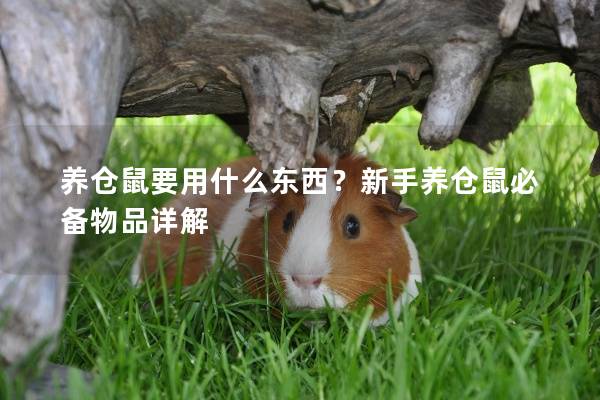 养仓鼠要用什么东西？新手养仓鼠必备物品详解