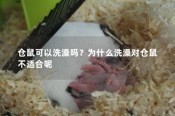 仓鼠可以洗澡吗？为什么洗澡对仓鼠不适合呢