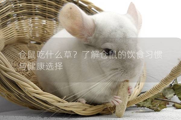 仓鼠吃什么草？了解仓鼠的饮食习惯与健康选择