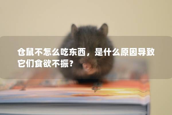 仓鼠不怎么吃东西，是什么原因导致它们食欲不振？